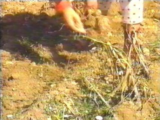 PATATAS (16)